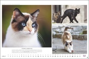 MultikulTiger - Der Whiskas Katzenkalender 2024 - Illustrationen 7