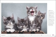MultikulTiger - Der Whiskas Katzenkalender 2024 - Illustrationen 8