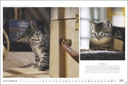 MultikulTiger - Der Whiskas Katzenkalender 2024 - Illustrationen 9