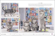 MultikulTiger - Der Whiskas Katzenkalender 2024 - Illustrationen 10