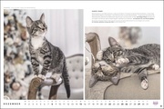 MultikulTiger - Der Whiskas Katzenkalender 2024 - Illustrationen 12