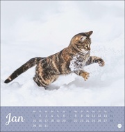 Kleine Tiger Postkartenkalender 2024 - Abbildung 1
