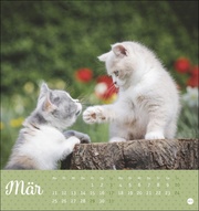Kleine Tiger Postkartenkalender 2024 - Abbildung 3