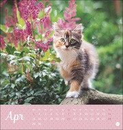 Kleine Tiger Postkartenkalender 2024 - Abbildung 4
