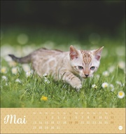 Kleine Tiger Postkartenkalender 2024 - Abbildung 5