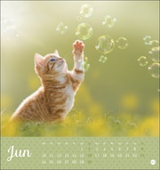 Kleine Tiger Postkartenkalender 2024 - Abbildung 6