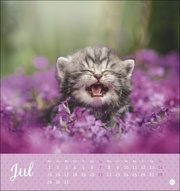 Kleine Tiger Postkartenkalender 2024 - Abbildung 7