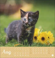 Kleine Tiger Postkartenkalender 2024 - Abbildung 8