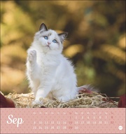 Kleine Tiger Postkartenkalender 2024 - Abbildung 9