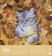 Kleine Tiger Postkartenkalender 2024 - Abbildung 10