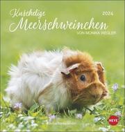 Kuschelige Meerschweinchen Postkartenkalender 2024