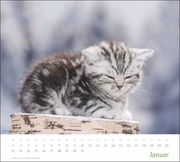Katzen Bildkalender 2024 - Abbildung 1