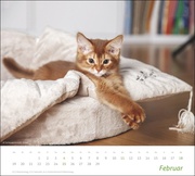 Katzen Bildkalender 2024 - Abbildung 2