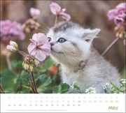 Katzen Bildkalender 2024 - Abbildung 3