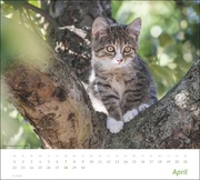 Katzen Bildkalender 2024 - Abbildung 4