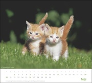 Katzen Bildkalender 2024 - Abbildung 5