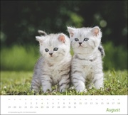 Katzen Bildkalender 2024 - Abbildung 8