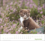 Katzen Bildkalender 2024 - Abbildung 9