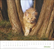 Katzen Bildkalender 2024 - Abbildung 10