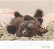 Katzen Bildkalender 2024 - Abbildung 11