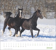 times&more Pferde Bildkalender 2024 - Abbildung 1