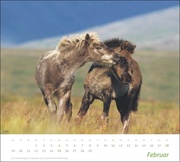 times&more Pferde Bildkalender 2024 - Abbildung 2
