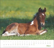 times&more Pferde Bildkalender 2024 - Abbildung 3