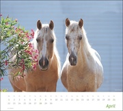times&more Pferde Bildkalender 2024 - Abbildung 4