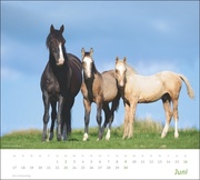 times&more Pferde Bildkalender 2024 - Abbildung 6