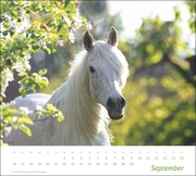 times&more Pferde Bildkalender 2024 - Abbildung 9