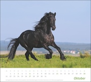 times&more Pferde Bildkalender 2024 - Abbildung 10