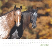 times&more Pferde Bildkalender 2024 - Abbildung 11