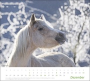 times&more Pferde Bildkalender 2024 - Abbildung 12