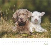 times&more Echte Freunde Bildkalender 2024 - Abbildung 3