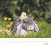 times&more Echte Freunde Bildkalender 2024 - Abbildung 4