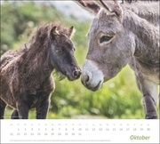 times&more Echte Freunde Bildkalender 2024 - Abbildung 10