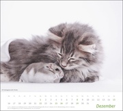 times&more Echte Freunde Bildkalender 2024 - Abbildung 12