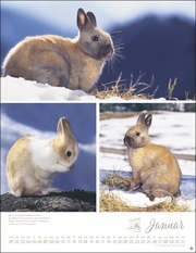 Kaninchenkinder 2024 - Abbildung 1