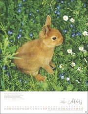 Kaninchenkinder 2024 - Abbildung 3