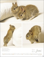 Kaninchenkinder 2024 - Abbildung 6