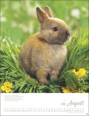 Kaninchenkinder 2024 - Abbildung 8