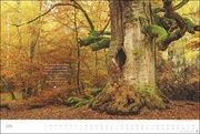 Der deutsche Wald 2024 - Abbildung 9