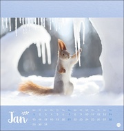 Märchenhaftes Waldleben - Postkartenkalender 2024 - Abbildung 1