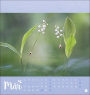 Märchenhaftes Waldleben - Postkartenkalender 2024 - Abbildung 3