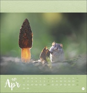 Märchenhaftes Waldleben - Postkartenkalender 2024 - Illustrationen 4