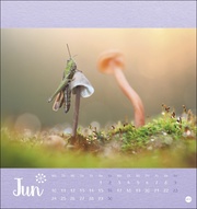 Märchenhaftes Waldleben - Postkartenkalender 2024 - Illustrationen 6