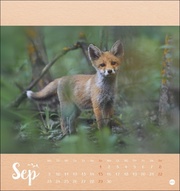 Märchenhaftes Waldleben - Postkartenkalender 2024 - Illustrationen 9