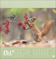 Märchenhaftes Waldleben - Postkartenkalender 2024 - Illustrationen 10