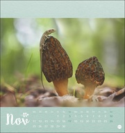 Märchenhaftes Waldleben - Postkartenkalender 2024 - Illustrationen 11