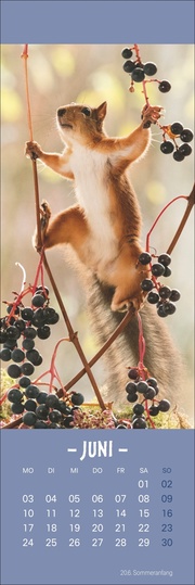 Eichhörnchen - Lesezeichen & Kalender 2024 - Abbildung 6